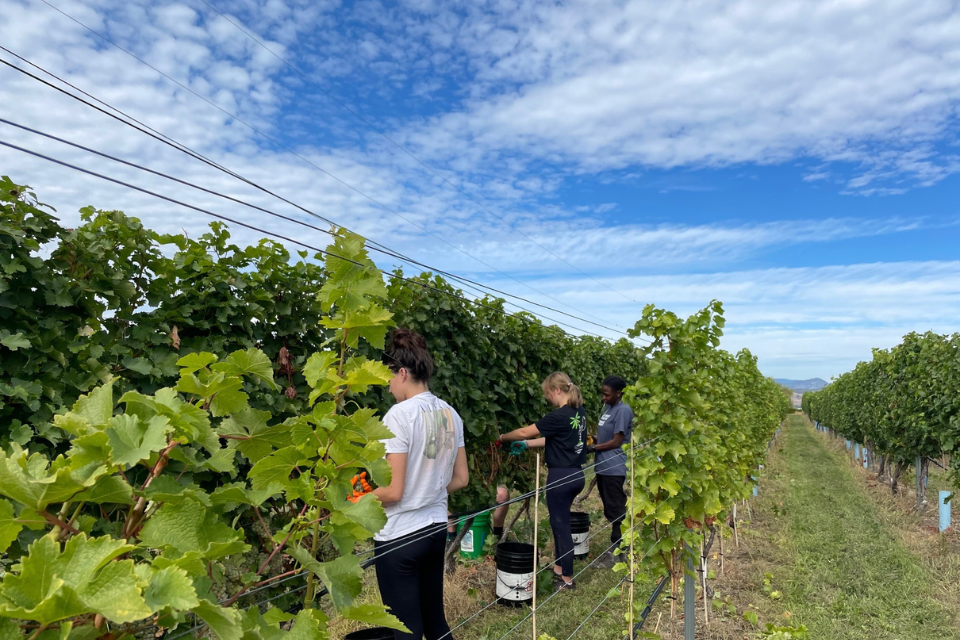 Vibrant Vine staff picking grapes